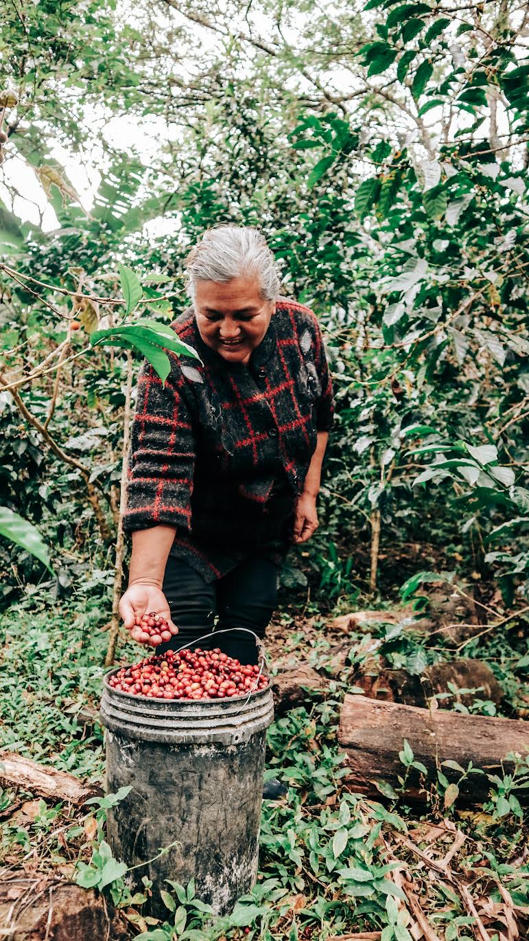 Ecuador Loja & Pichincha – Washed & Honey Blend