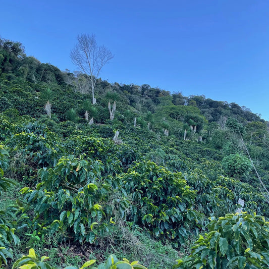 Honduras Catuai
