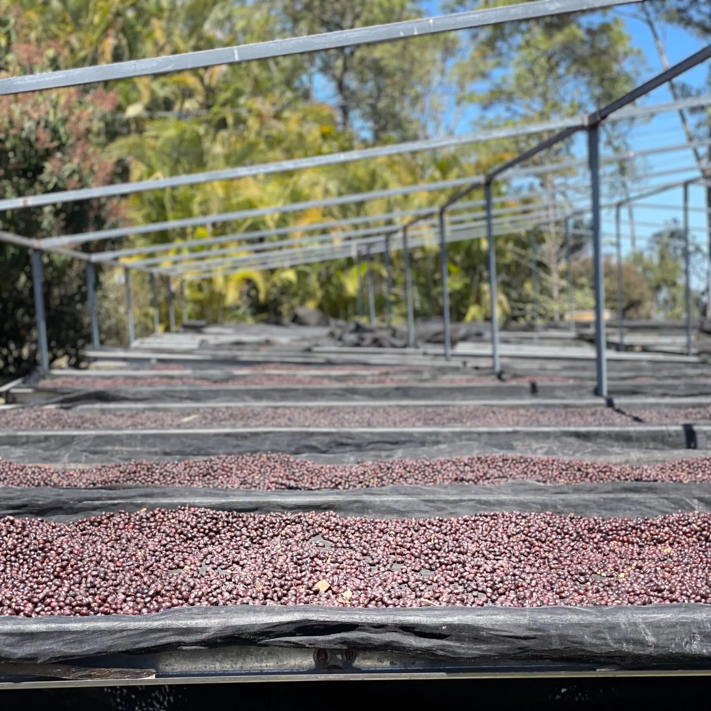 Honduras Catuai – Natural