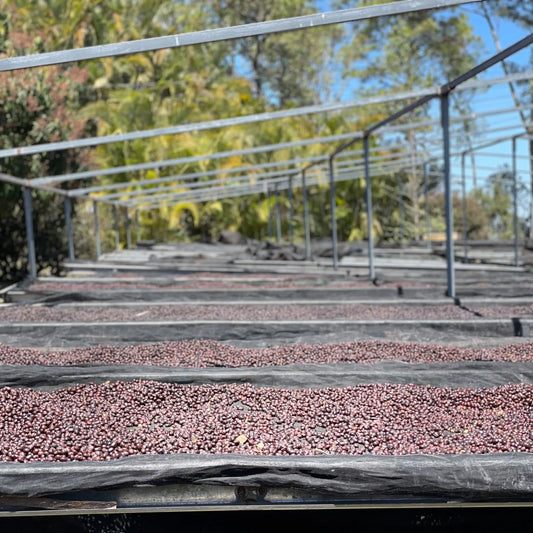 Honduras Catuai – Natural