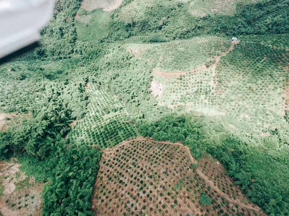Vietnam Robusta – Wet Polished