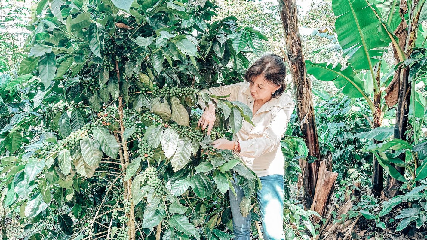 Nicaragua Martha Alvir Red Catuai – Anaerobic Natural