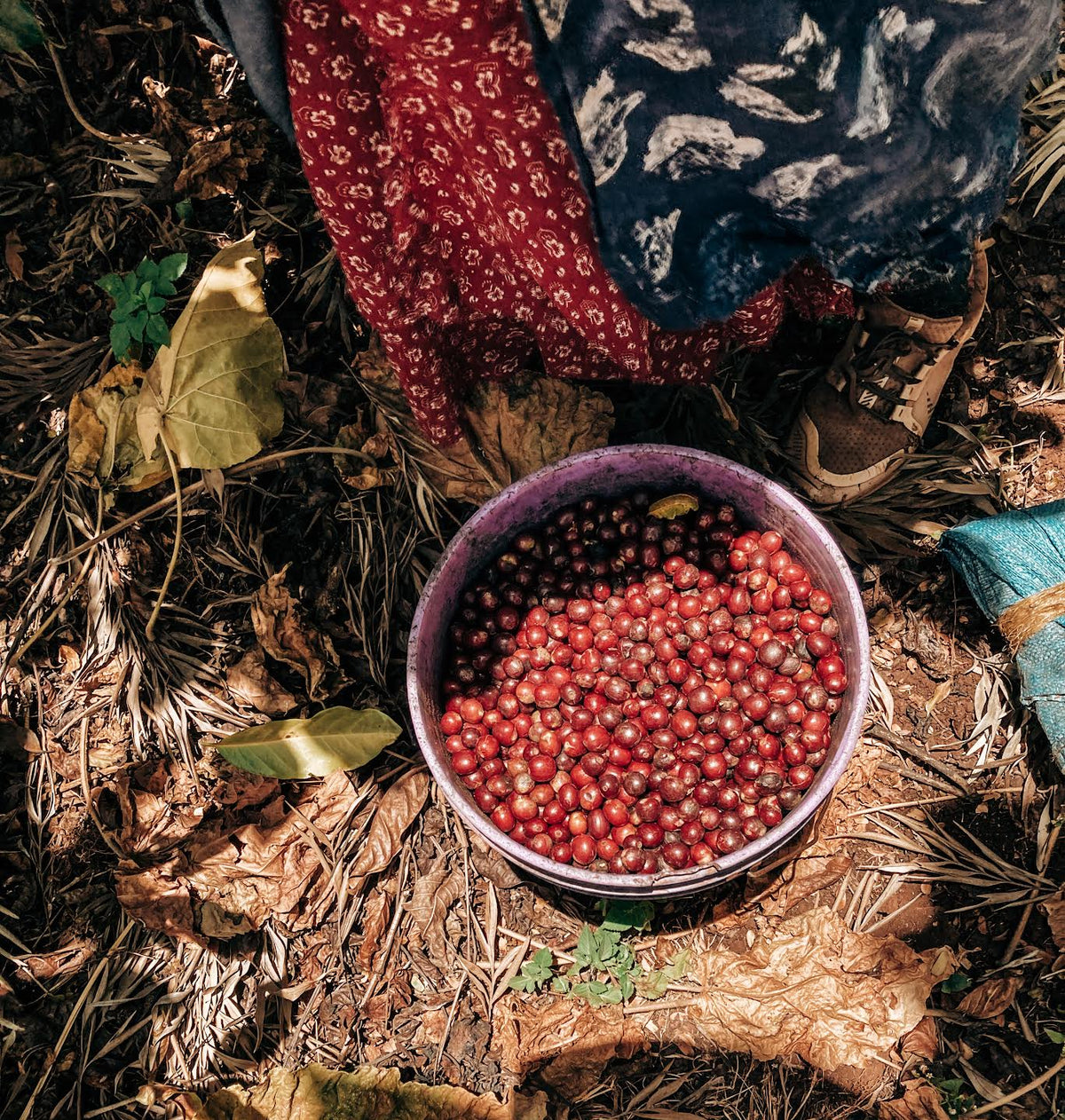 Tanzania Ruby Thyme – Geisha Washed | November Pre-Order