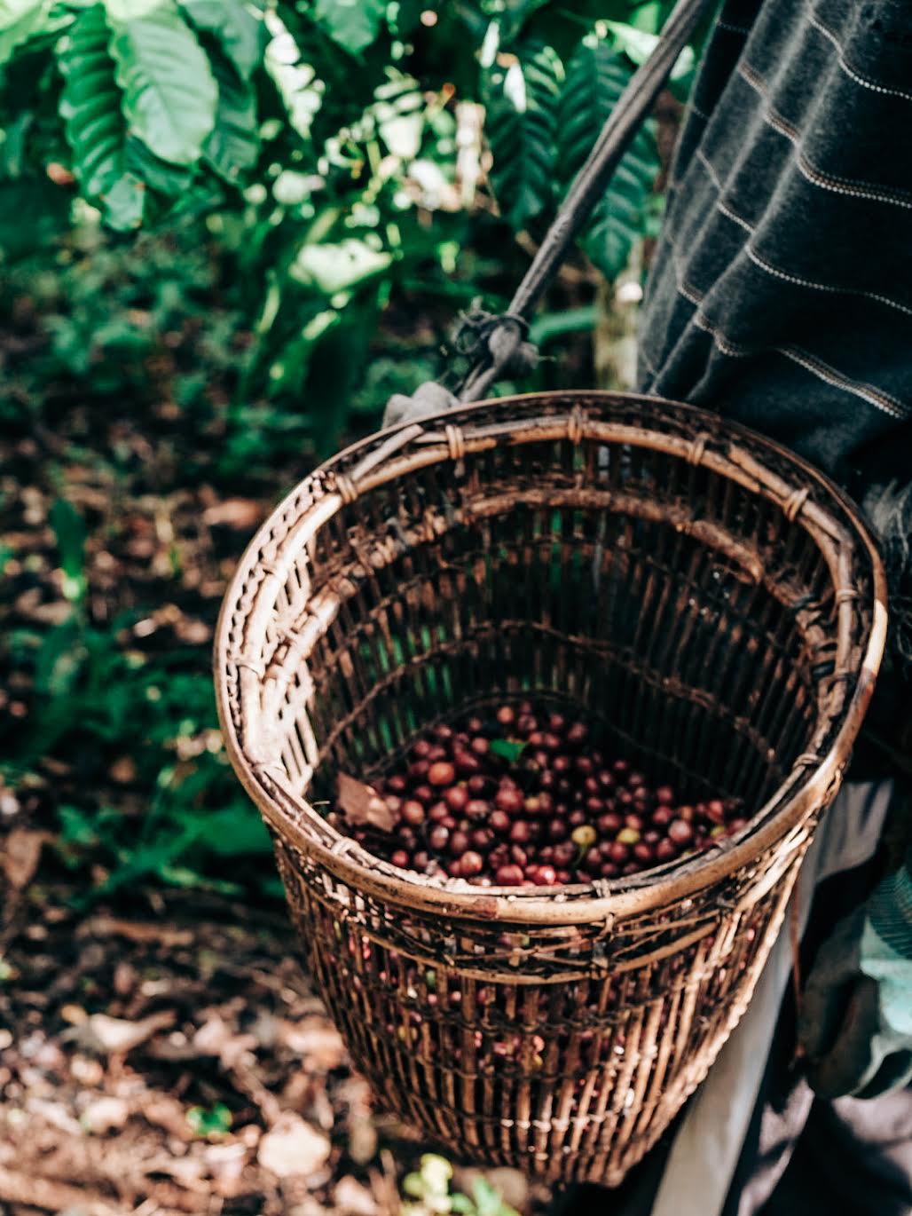 Nicaragua Martha Alvir Red Catuai – Anaerobic Natural