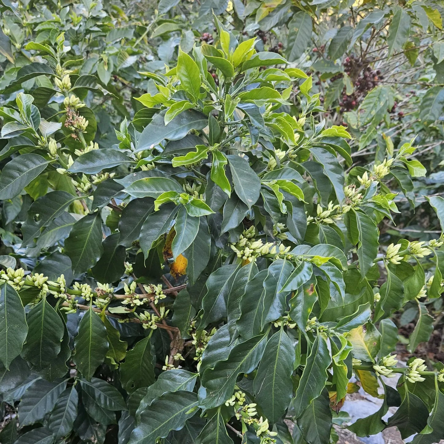 Guatemala El Injerto II Bourbon – Washed