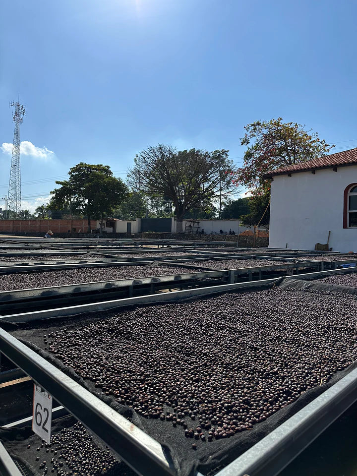 El Salvador El Borbollón – Natural