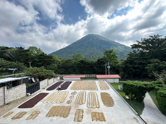 El Salvador Geisha – Honey
