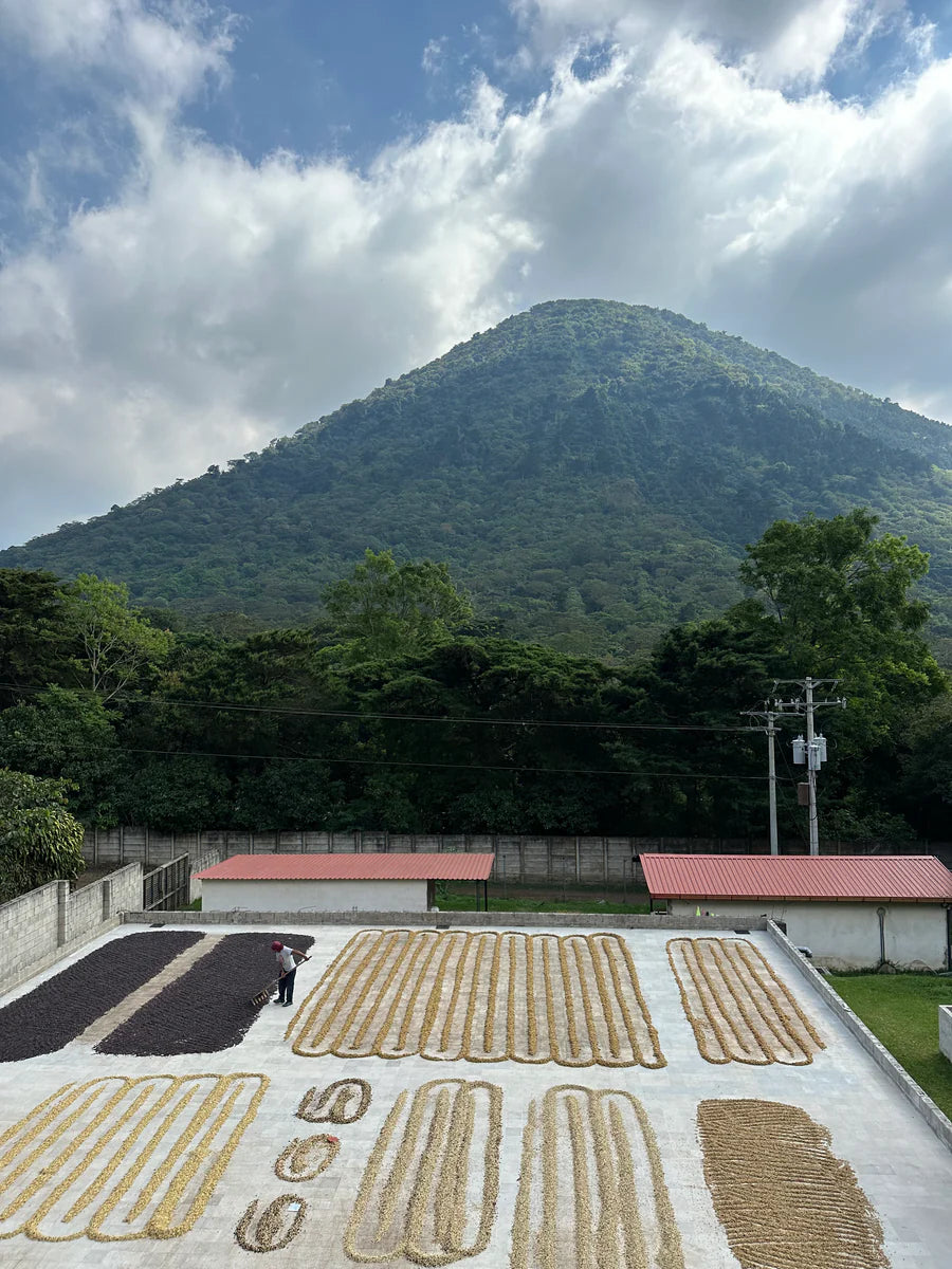El Salvador Geisha – Honey