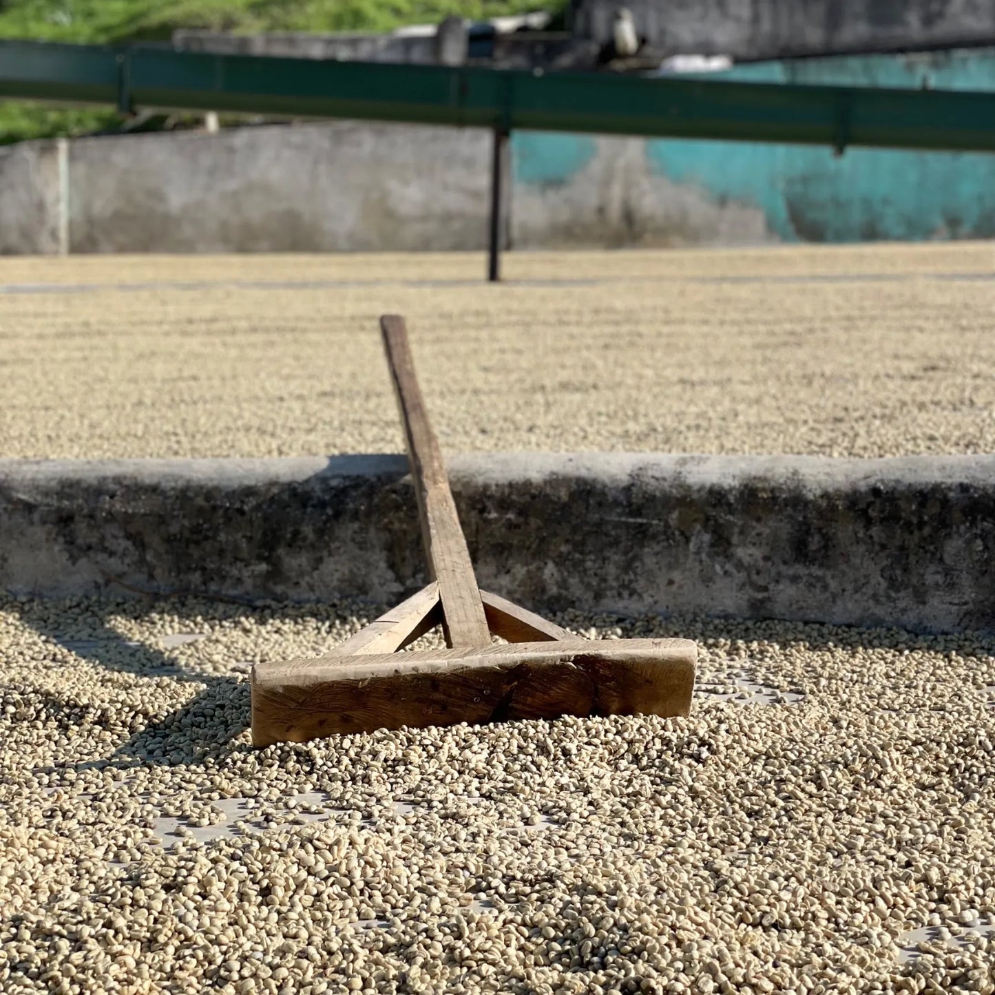 Honduras Catuai – Natural