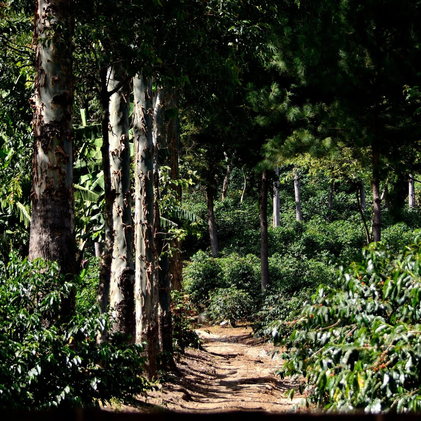Guatemala San José del Lago Marcellesa – Washed