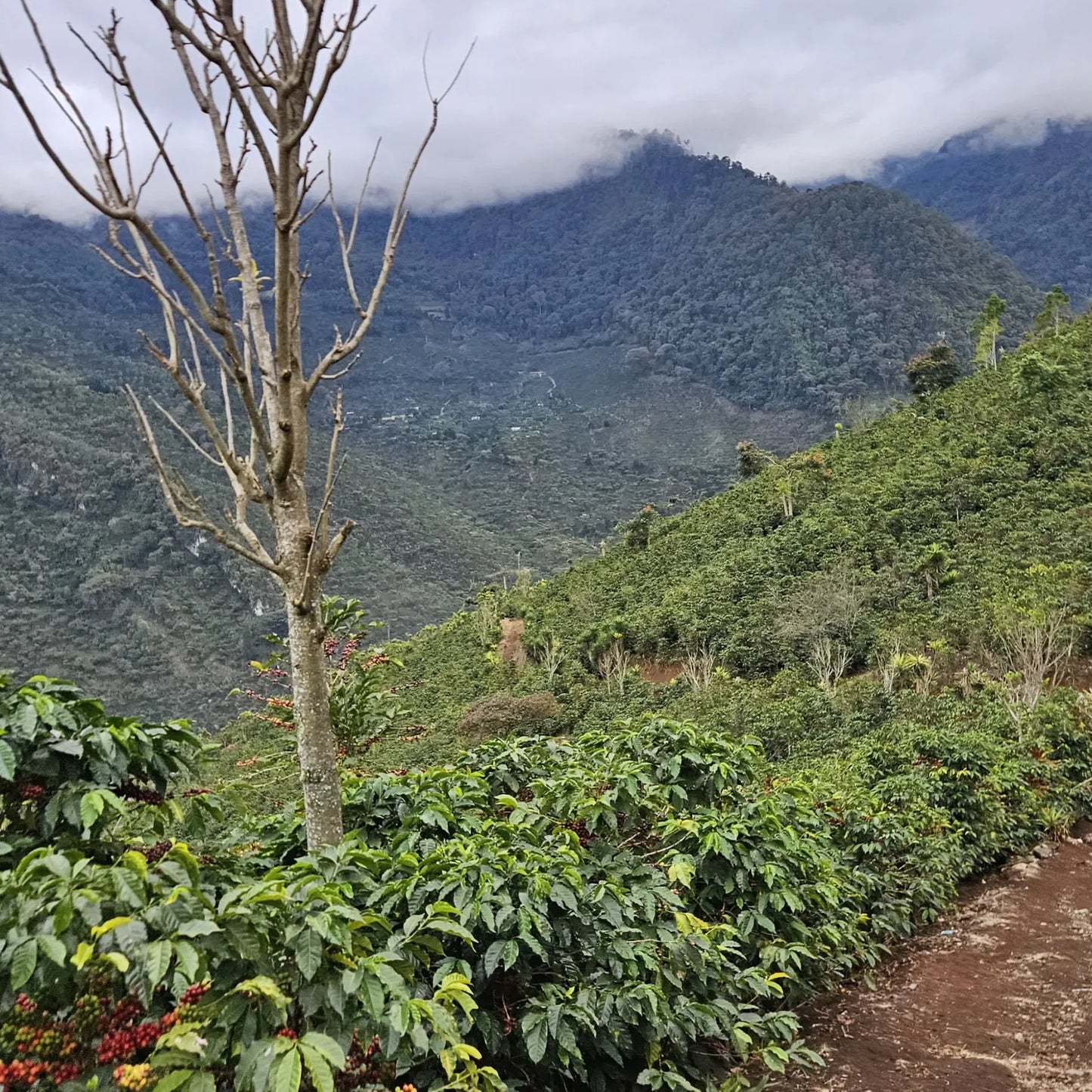 Guatemala El Injerto II Bourbon – Washed