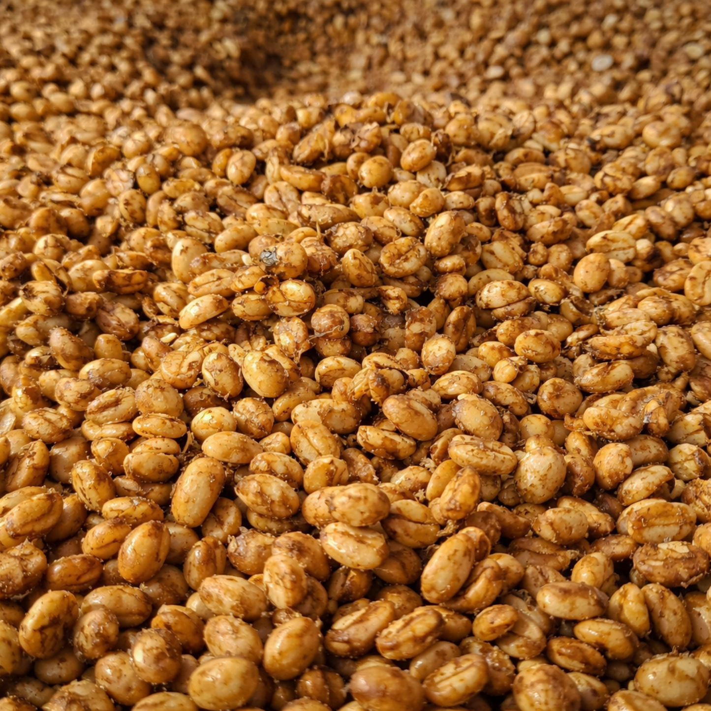 Kolumbien Santa Bárbara Castillo – Honey