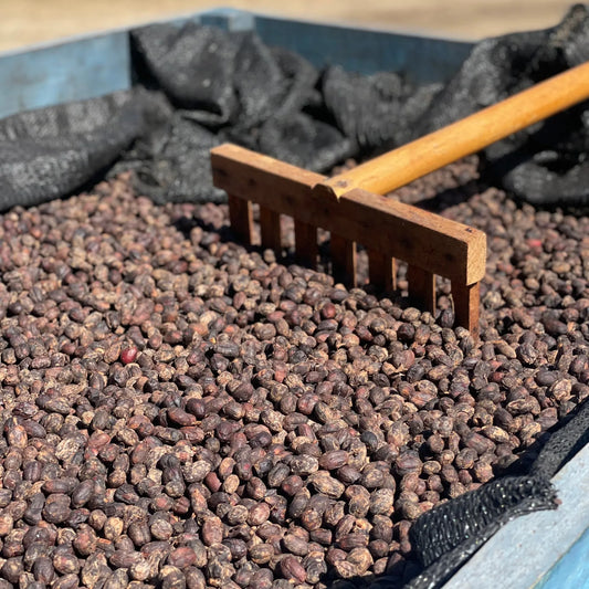 Guatemala La Pampa Bourbon – 72h Anaerobic Natural