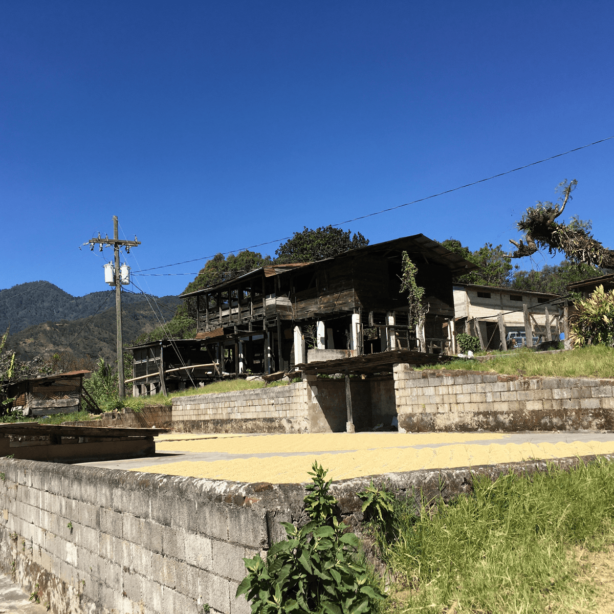 Guatemala El Naranjo Bourbon – White Honey