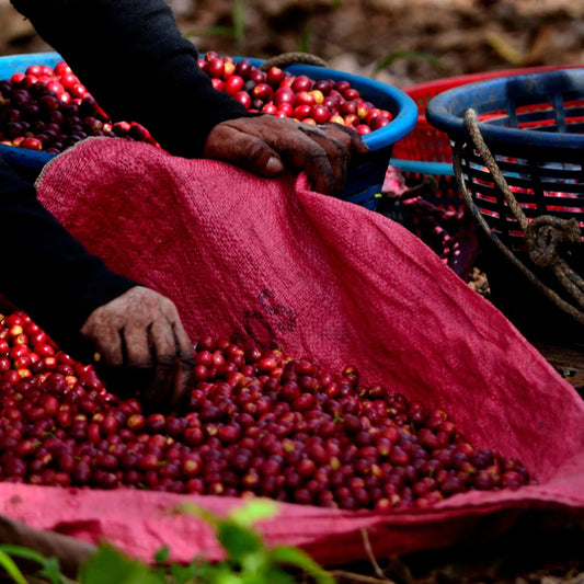 Guatemala San José del Lago Marcellesa – Washed