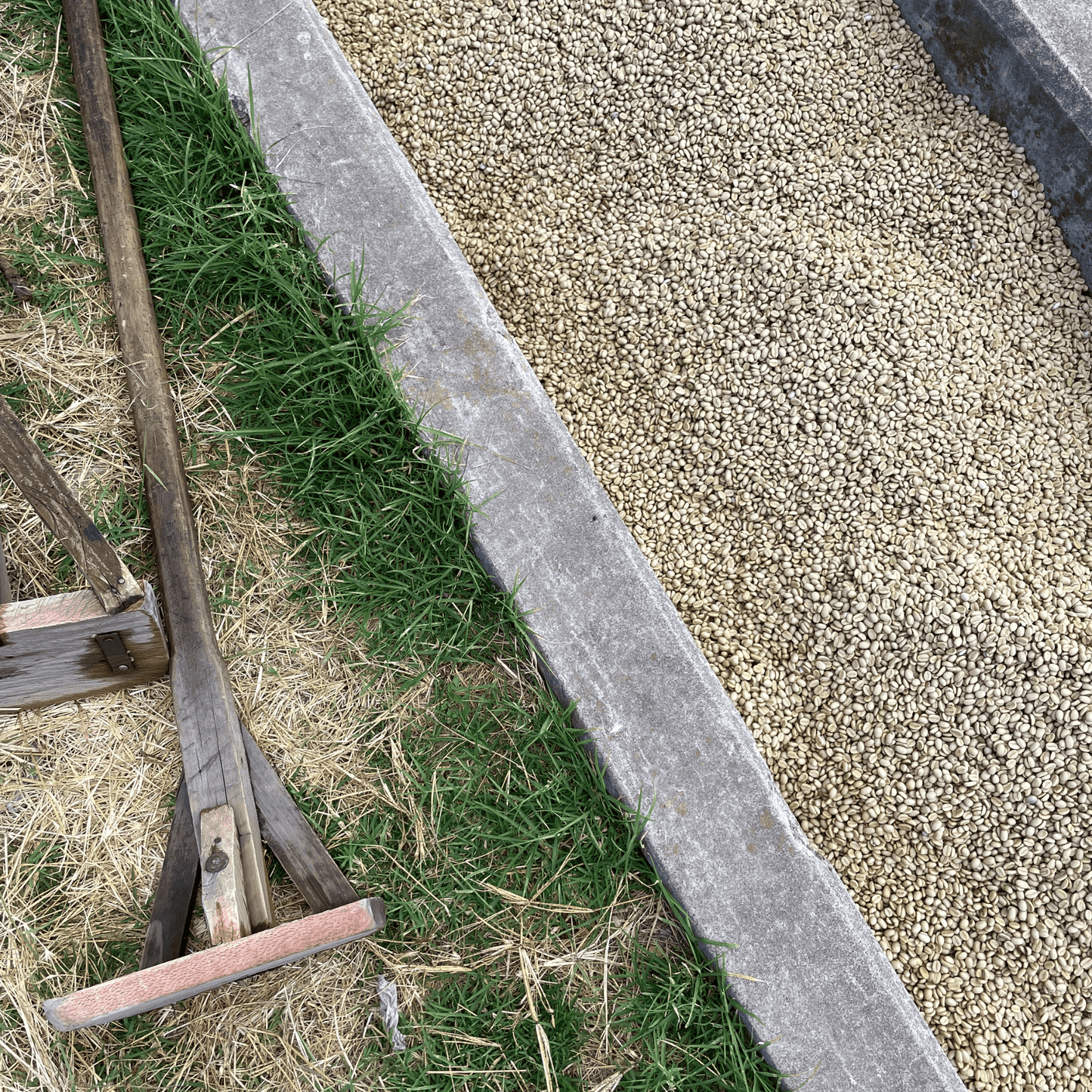Guatemala El Naranjo Bourbon – White Honey