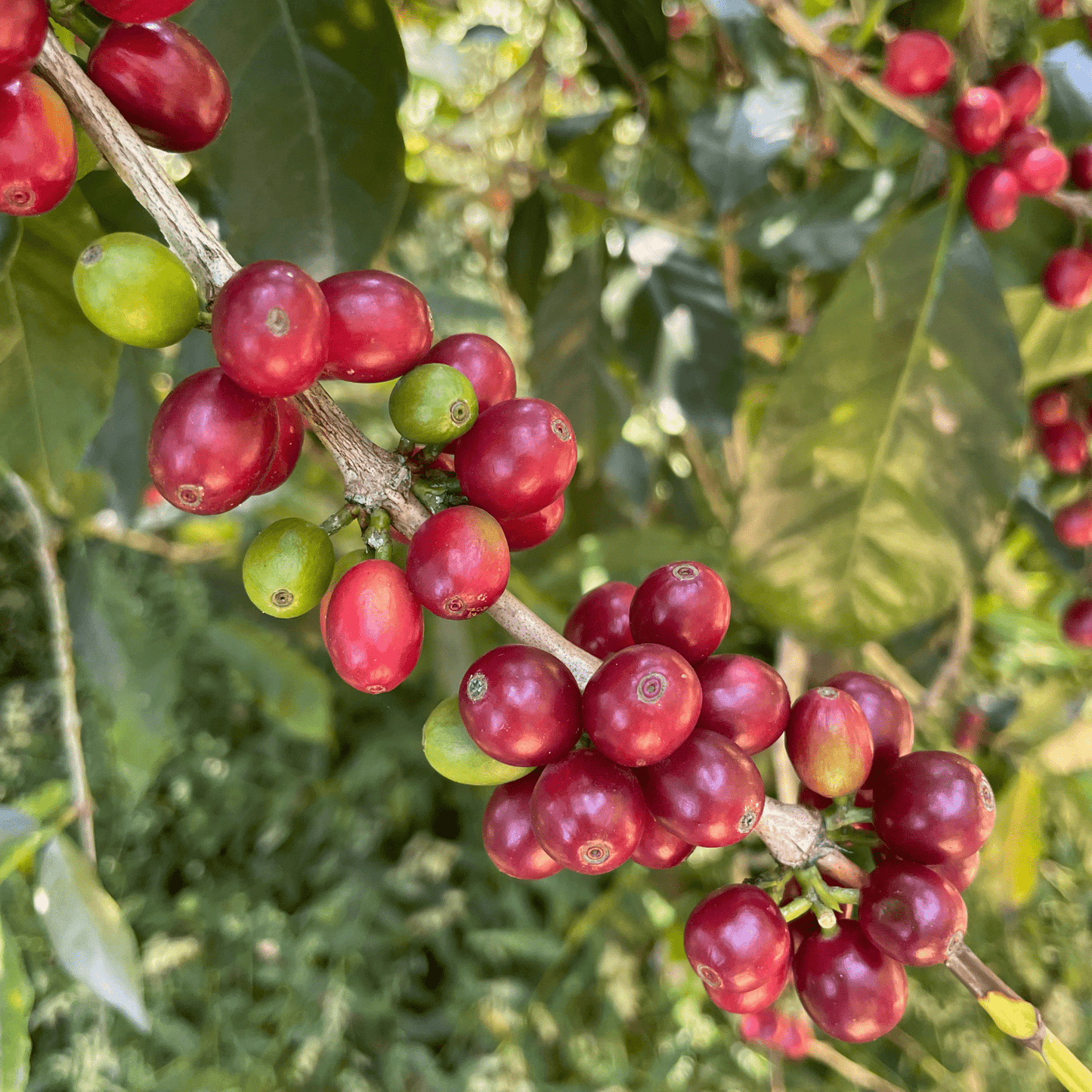 Guatemala El Naranjo Bourbon – White Honey