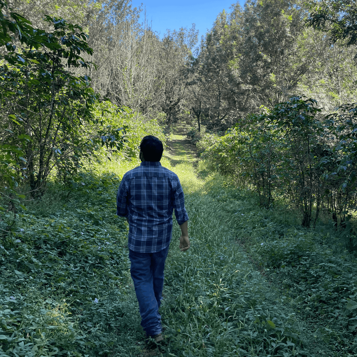Guatemala El Naranjo Bourbon – White Honey