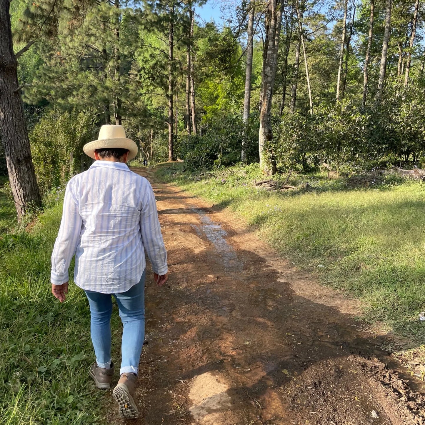 Honduras Catuai – Natural