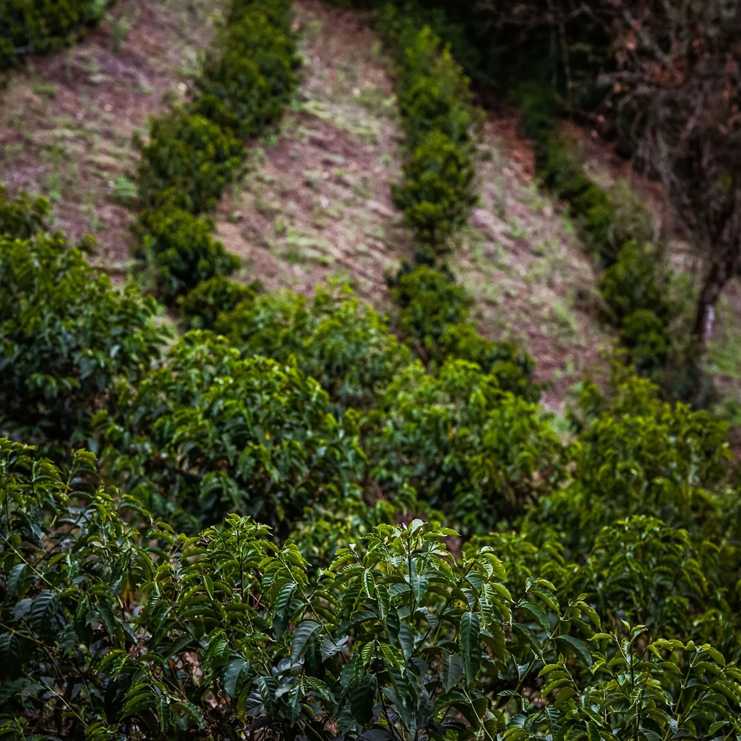 Colombia Striped Red Bourbon