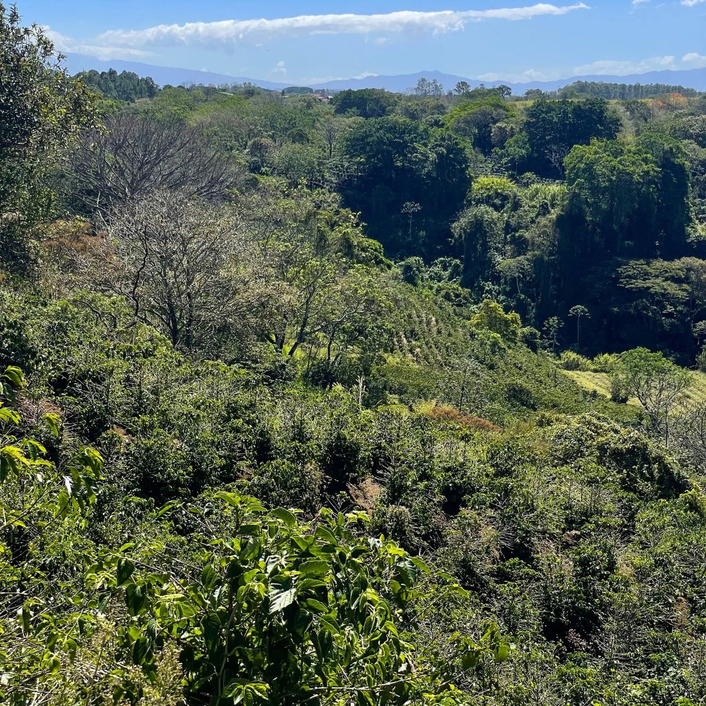 Costa Rica Hacienda Sonora Victoria 14 – Natural