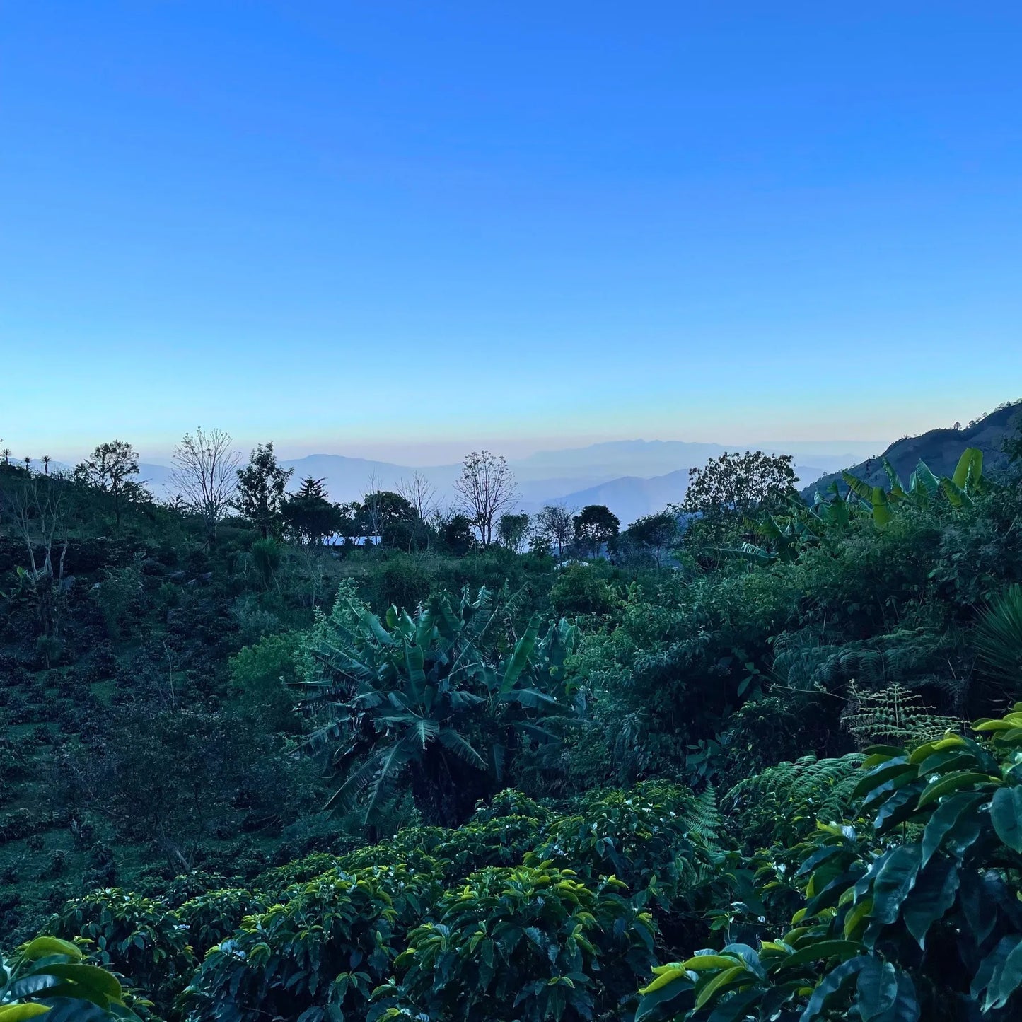 Honduras Catuai