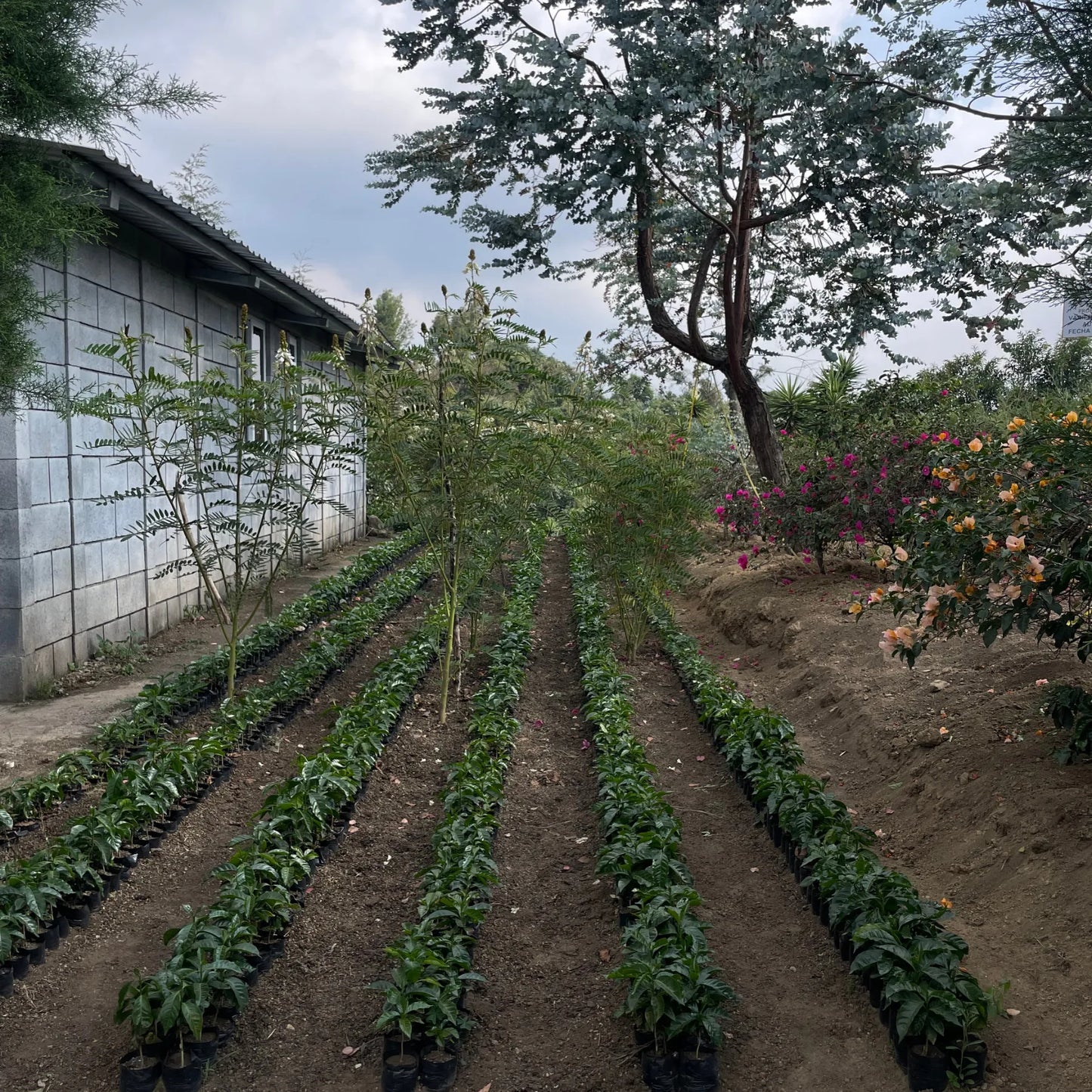 Guatemala Buena Tierra Anacafé 14 – Anaerobic Honey