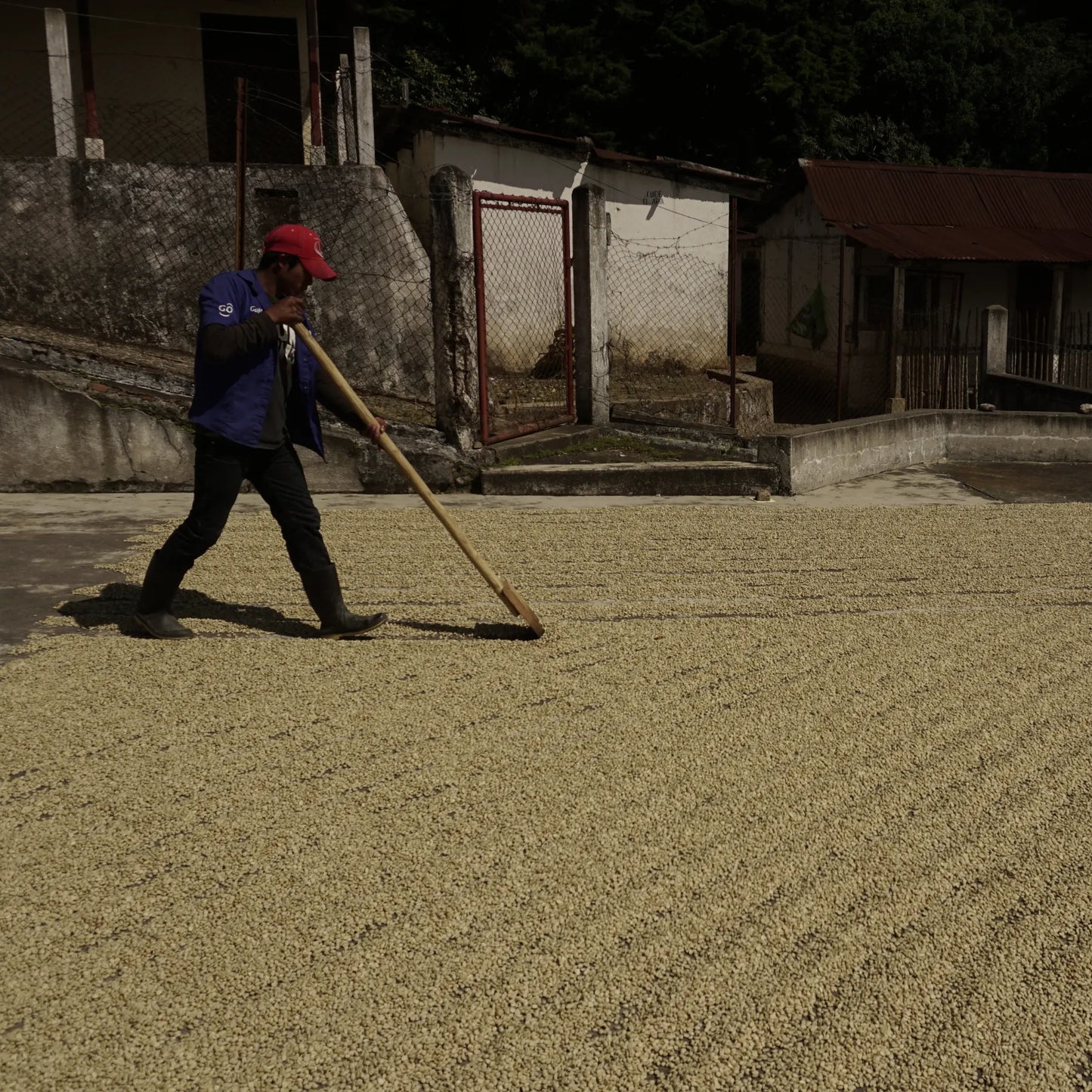 Guatemala La Esmeralda Geisha – Washed