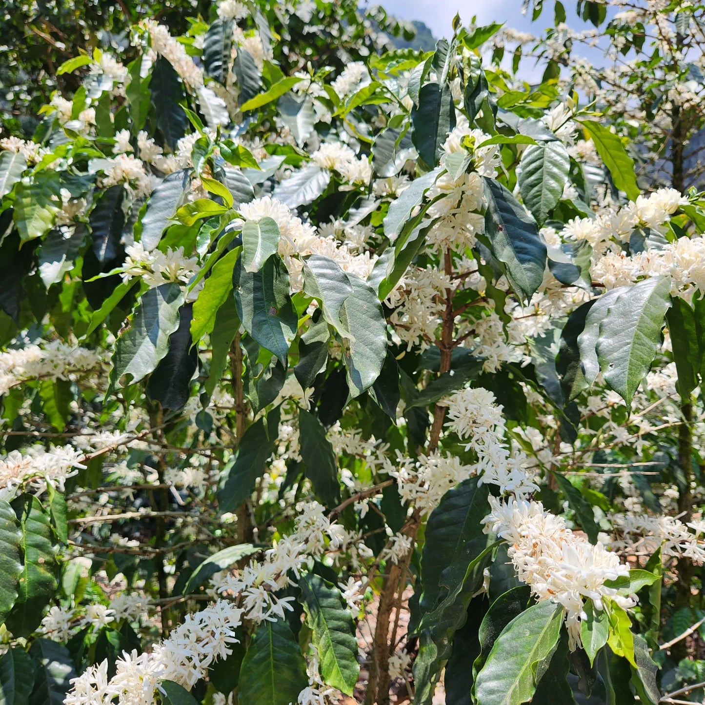 Guatemala El Injerto II Bourbon – Washed