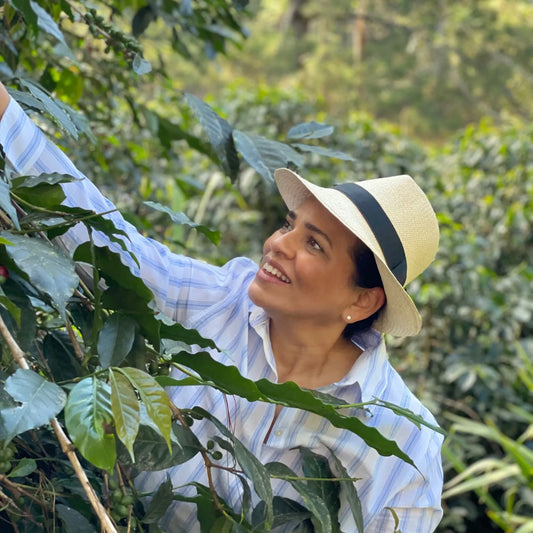 Honduras Catuai – Natural