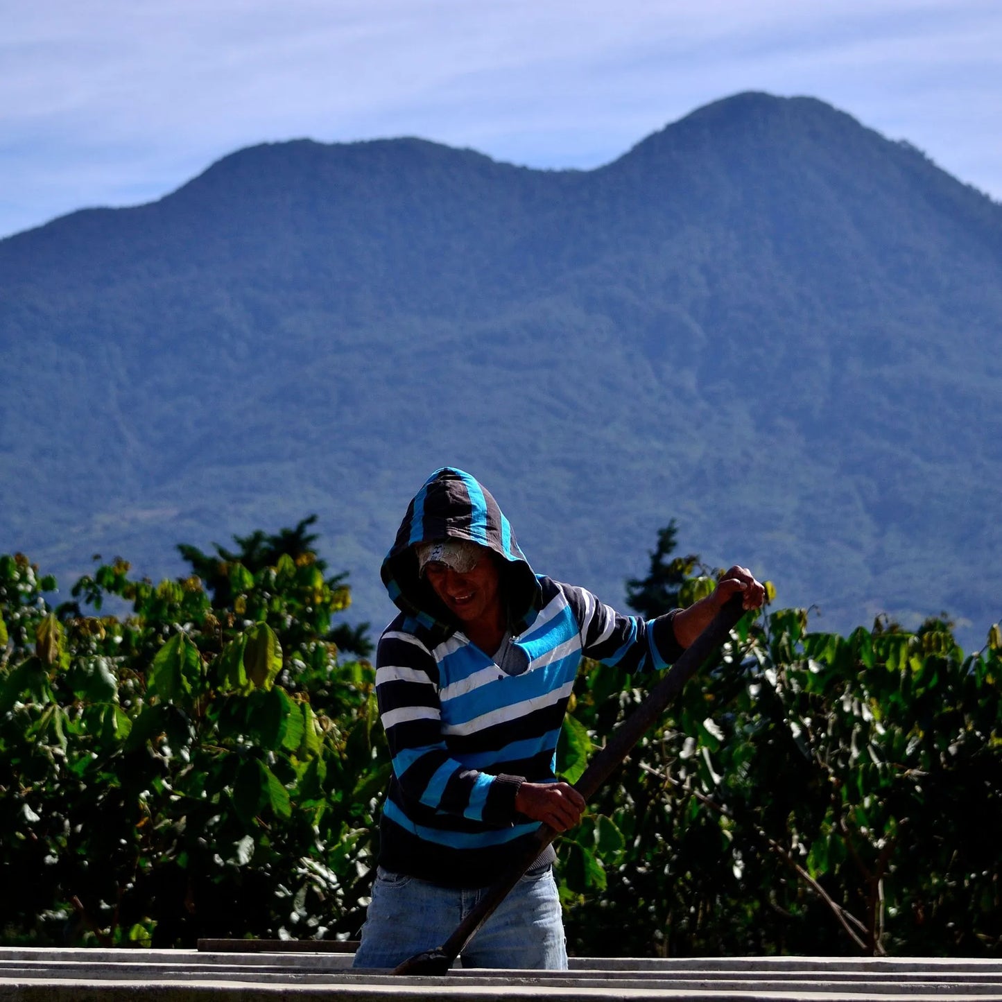 Guatemala San José del Lago Marcellesa – Washed