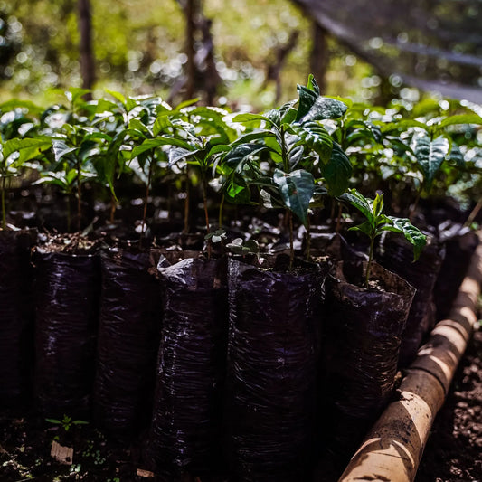 Colombia Geisha
