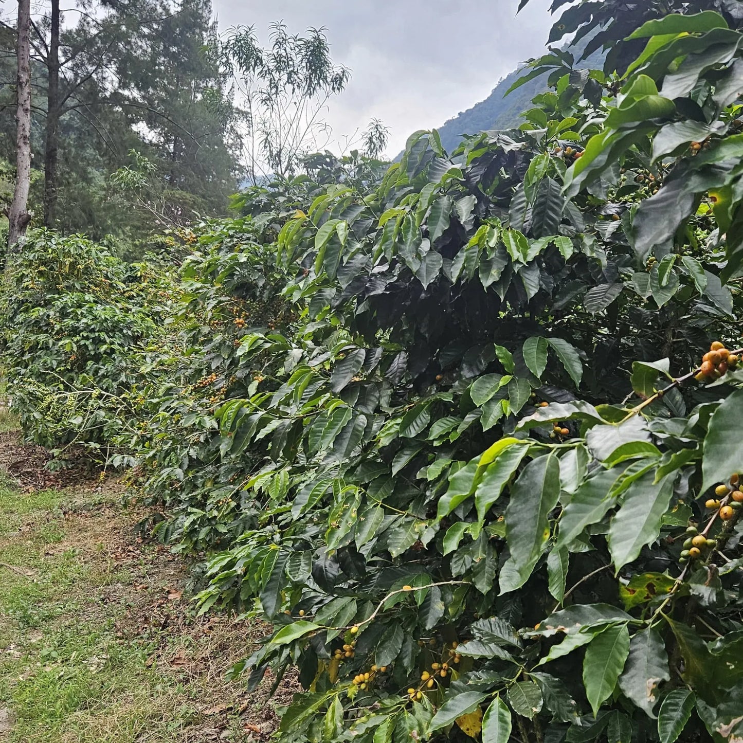 Guatemala El Injerto II Bourbon – Washed