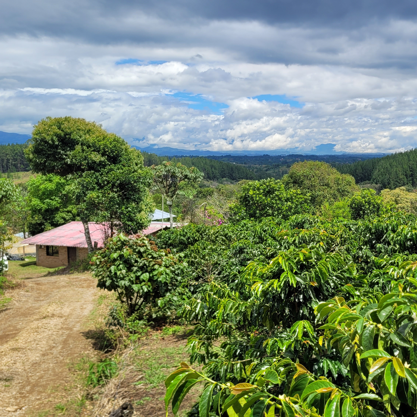 Kolumbien Santa Bárbara Castillo – Honey