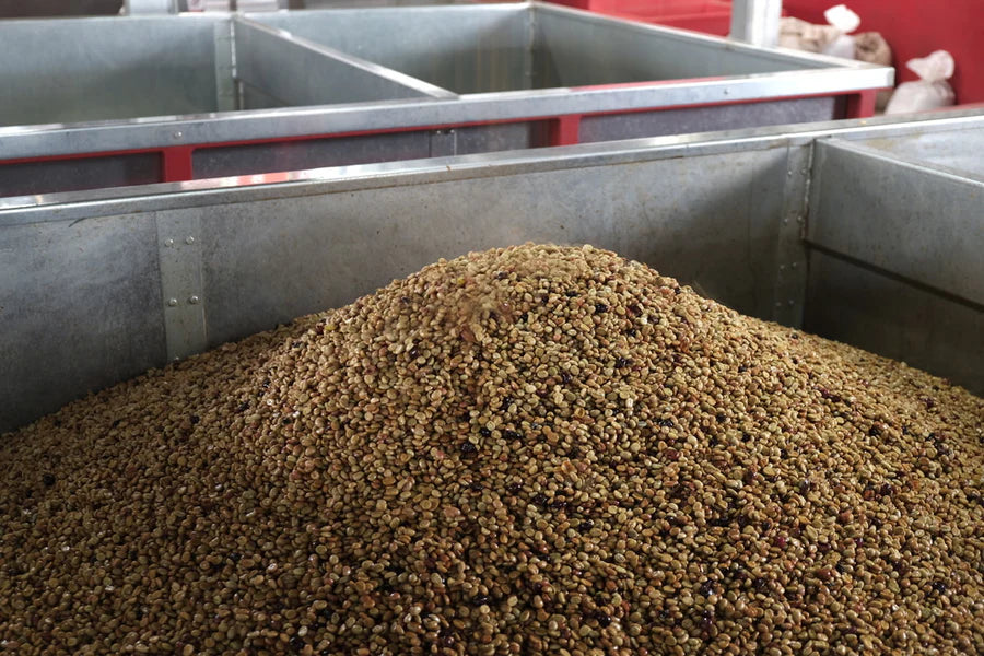 Costa Rica Las Lajas – Anaerobic Honey
