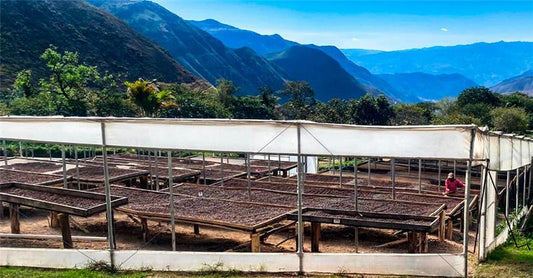 Ecuador Sidra