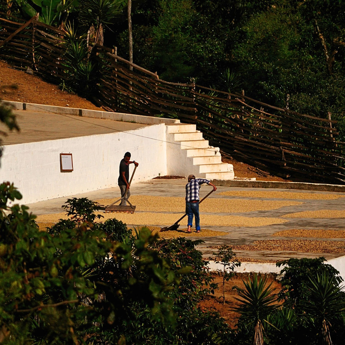 Guatemala Tropical Summit – Pacamara Washed | November Pre-Order