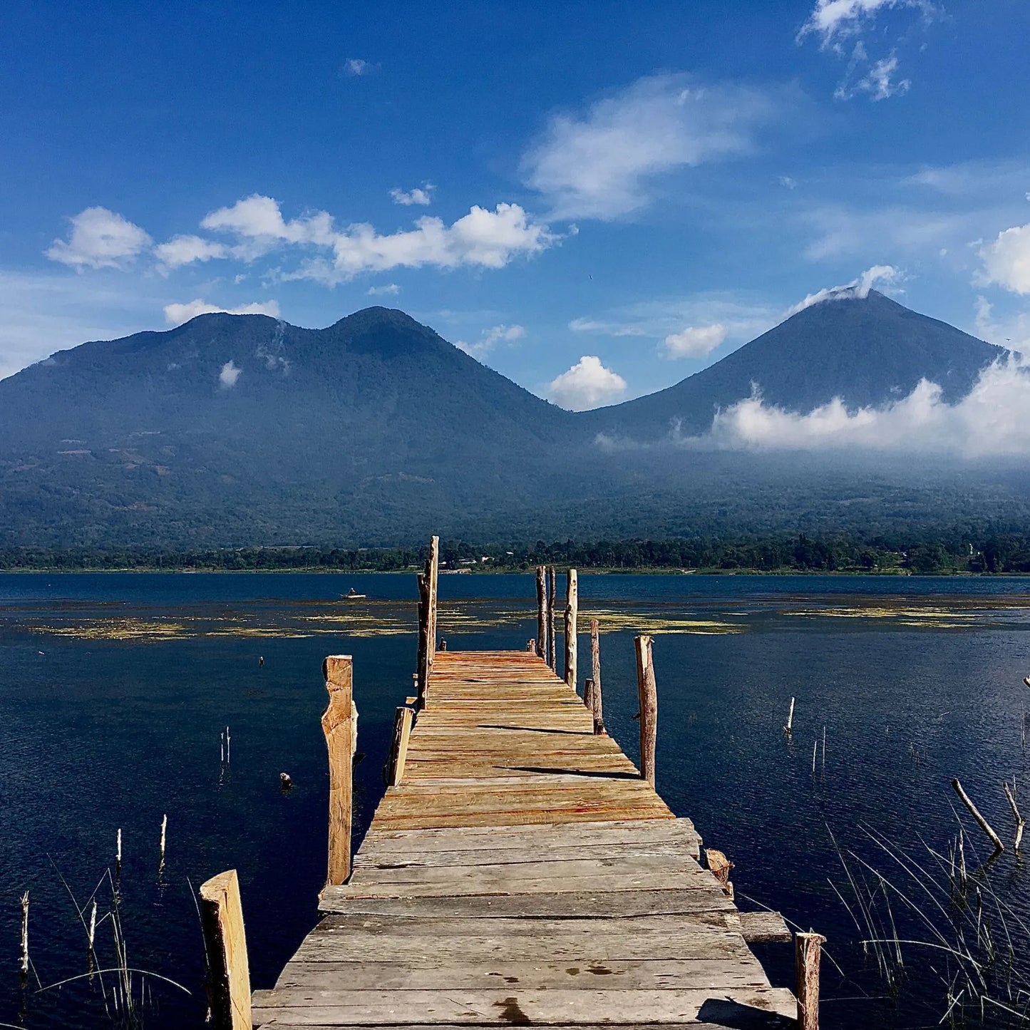 Guatemala San José del Lago Marcellesa – Washed