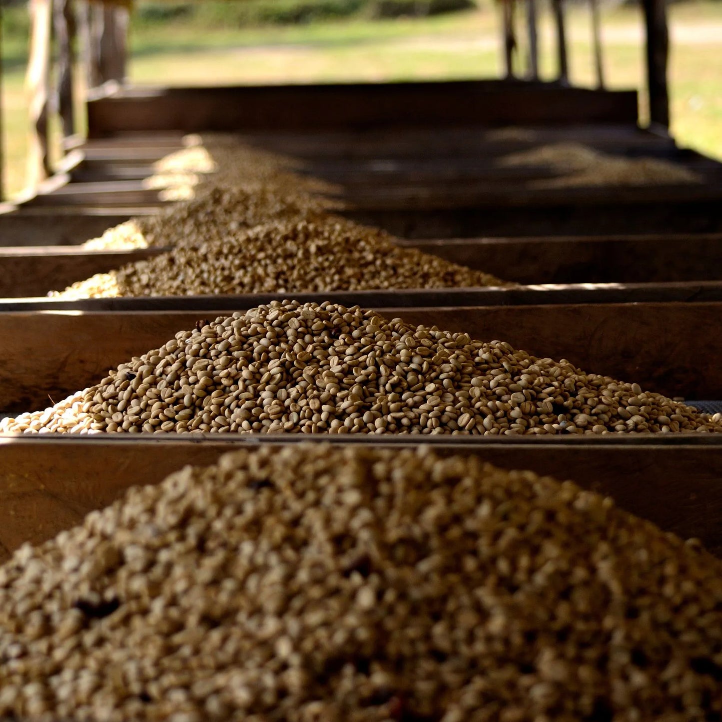 Guatemala San José del Lago Marcellesa – Washed