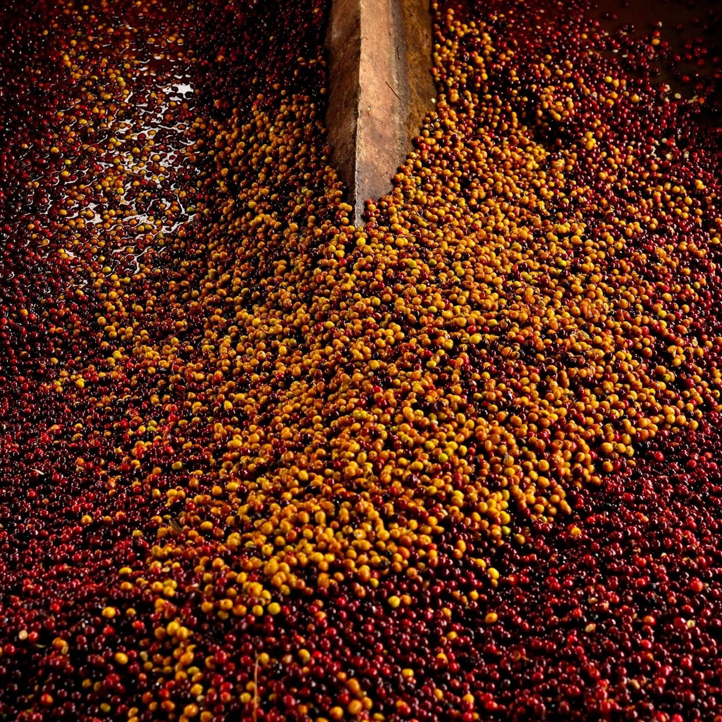 Guatemala La Soledad Java – Washed
