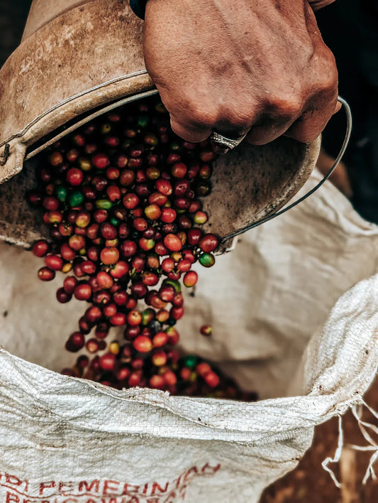 Vietnam Robusta – Wet Polished