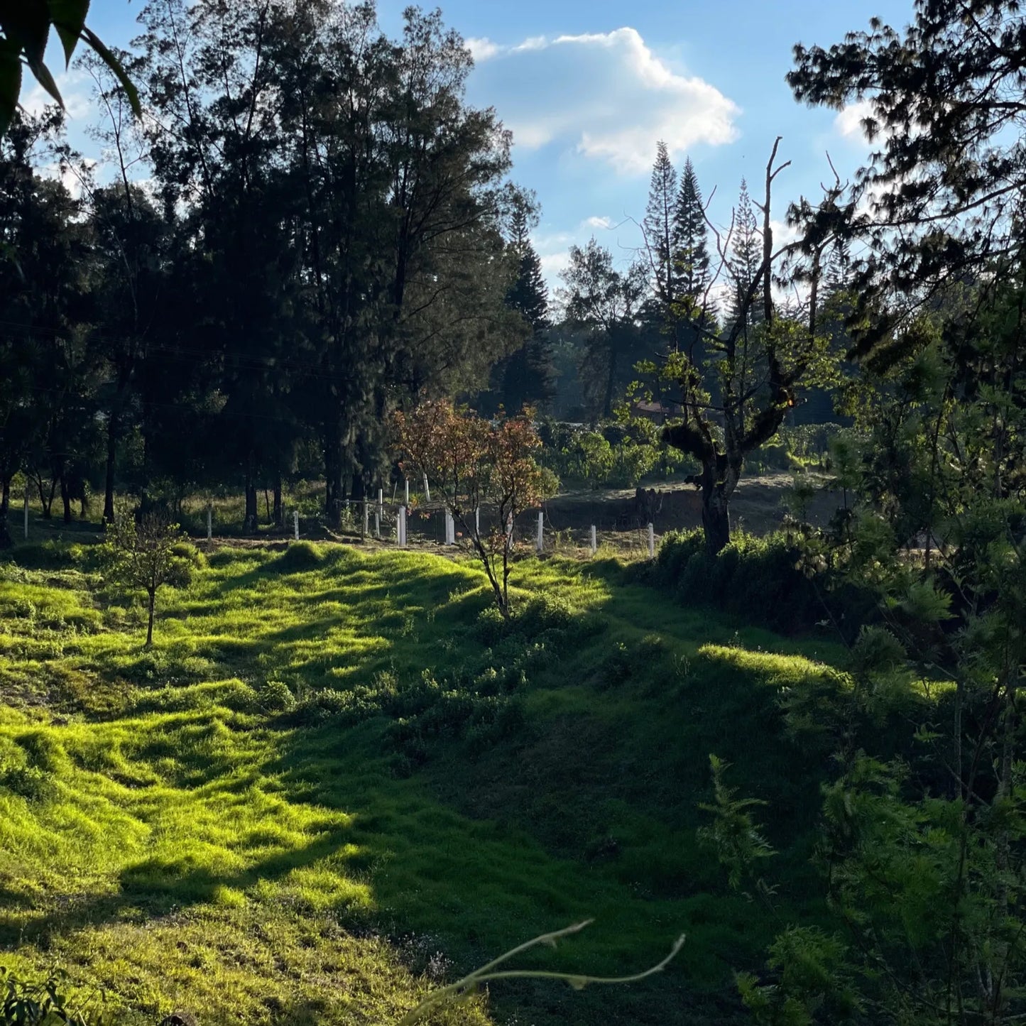 Honduras Catuai – Natural