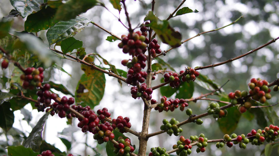Indonesien Ijen Highlands – Anaerobic Natural