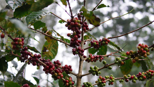Indonesien Ijen Highlands – Anaerobic Natural