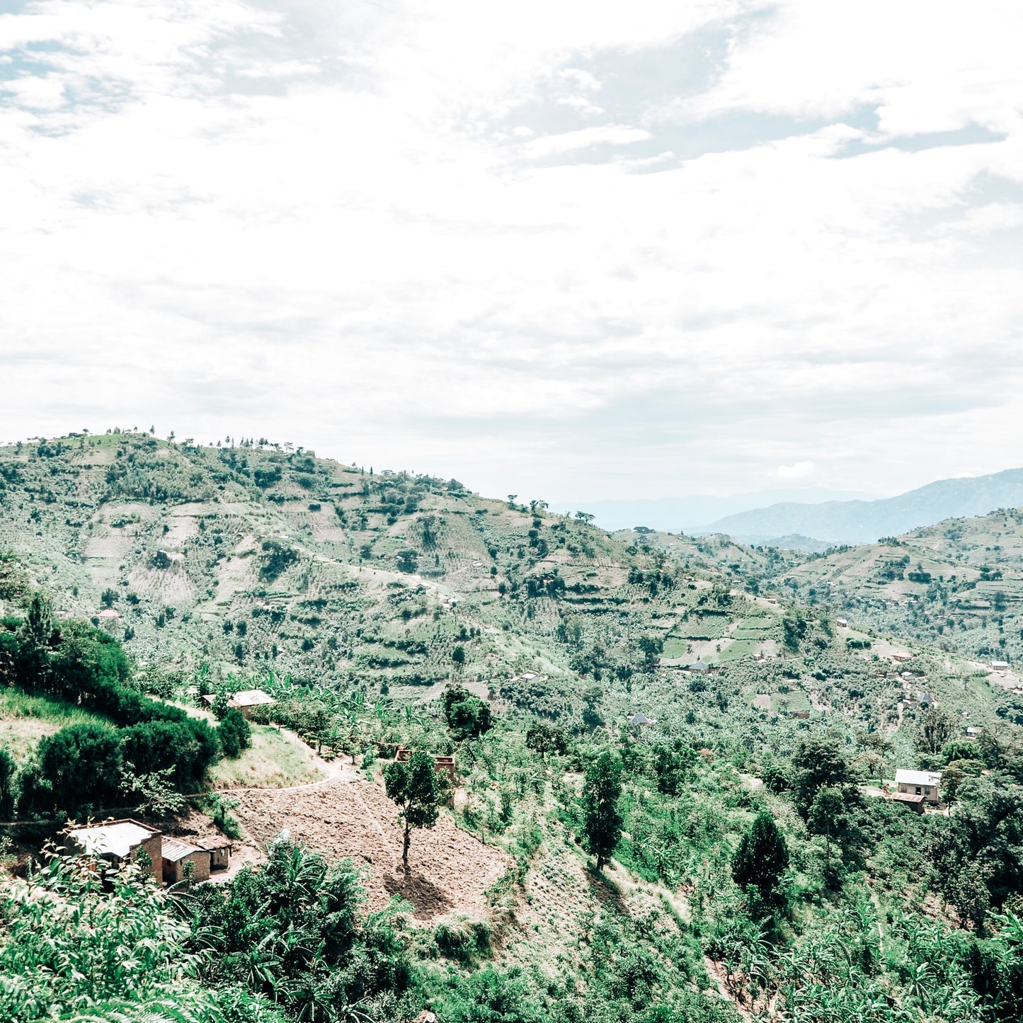 Uganda African Moon – Natural