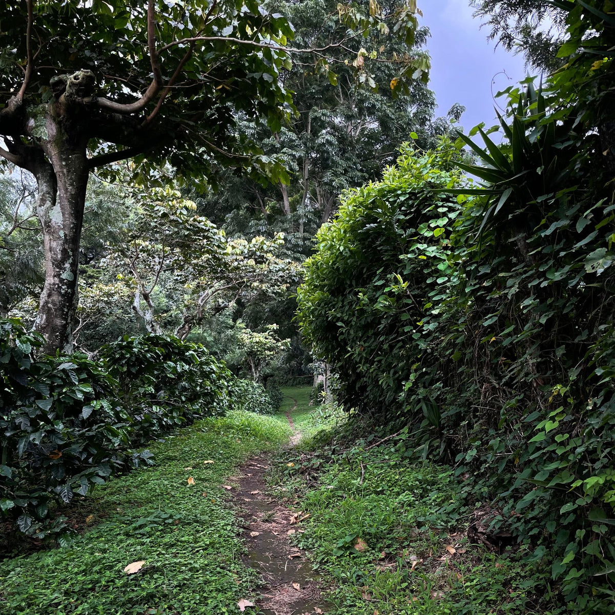 Guatemala Geisha Cloud Blossom – Washed
