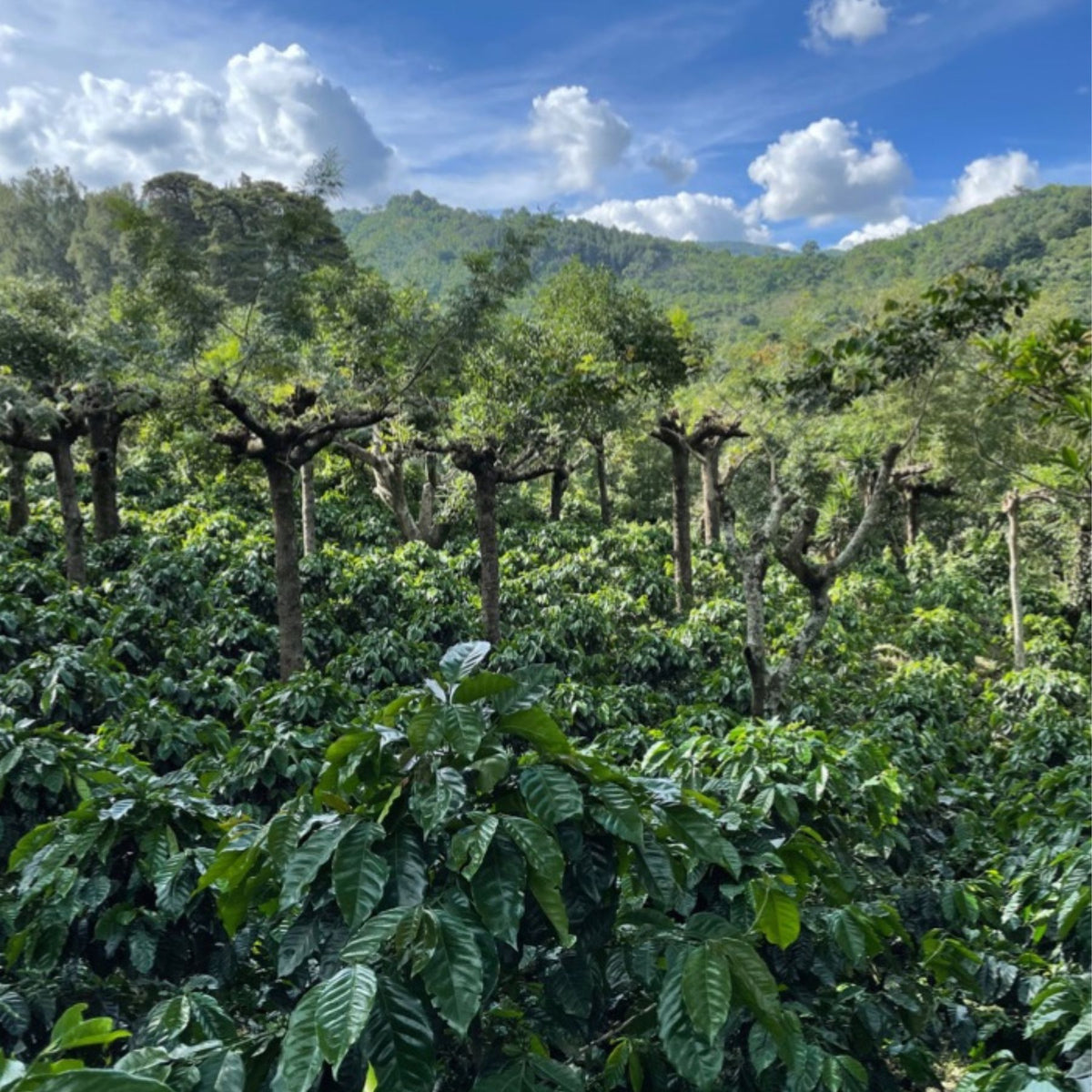 Guatemala Geisha Cloud Blossom – Washed