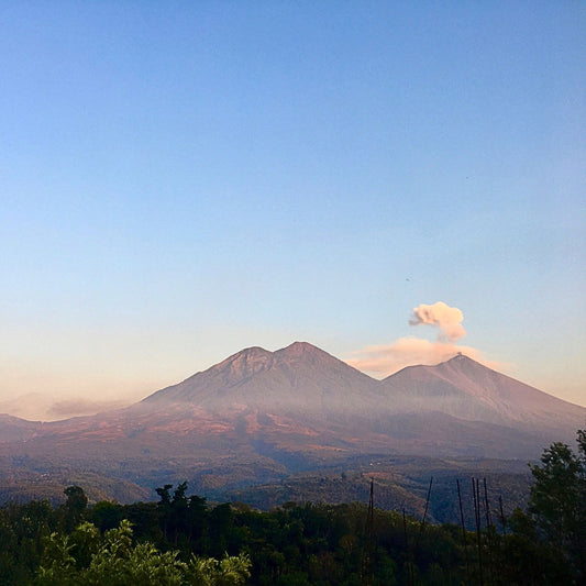Guatemala Geisha Cloud Blossom – Washed