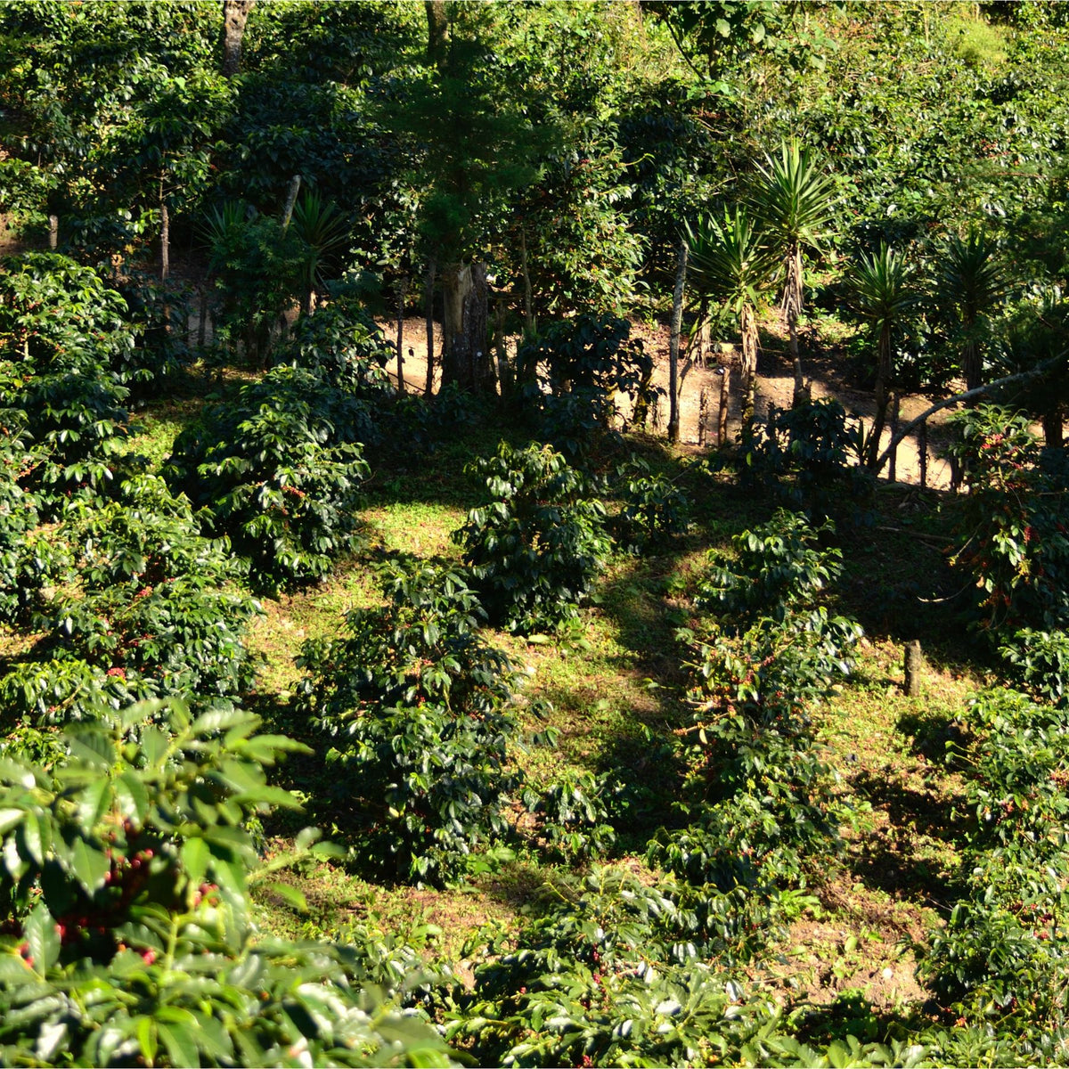 Guatemala Tropical Summit – Pacamara Washed | November Pre-Order