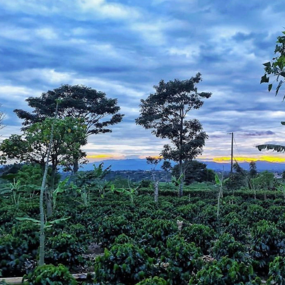 Costa Rica Golden Tropic – Natural